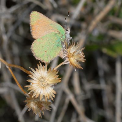 Bramble Hairstreak