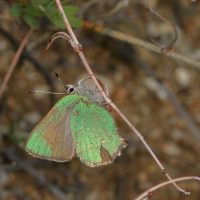 Bramble Hairstreak