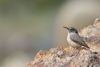 Rock Wren