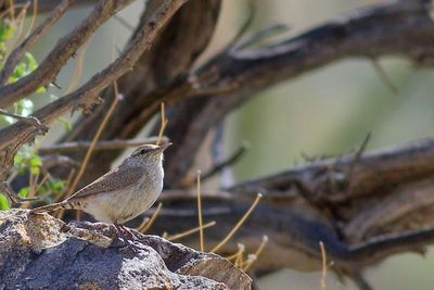 Rock Wren