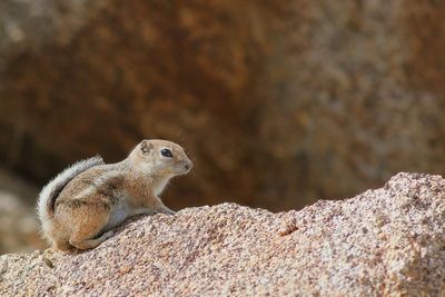 White-tailed Antelope Squirrel