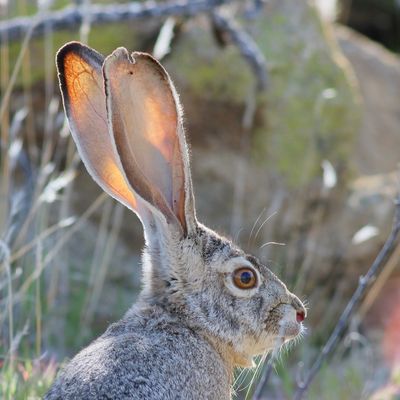 Black-tailed Jackrabbit