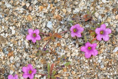 Purple Mat * Nama demissa var. demissa