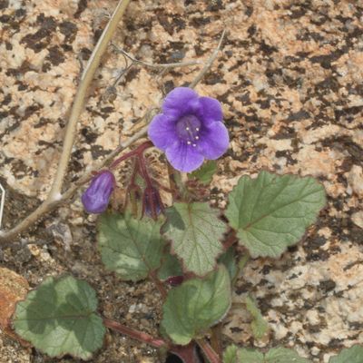 Wild Canterbury Bells * Phacelia minor