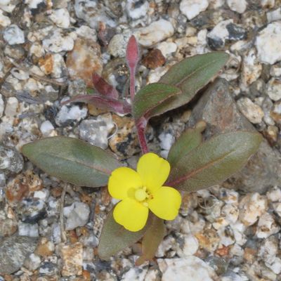 Pale Yellow Suncup * Camissoniopsis pallida ssp. pallida