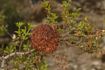 Asphondylia auripilaLarge * Creosote Gall Midge
