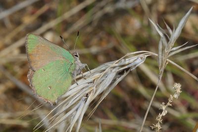 Bramble Hairstreak