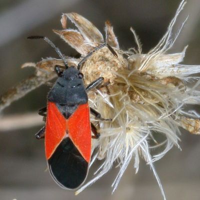 Melanopleurus belfragei * Redcoat Seed Bug