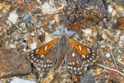 Desert Metalmark