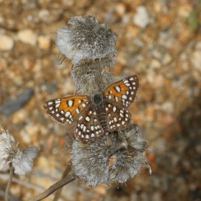 Desert Metalmark