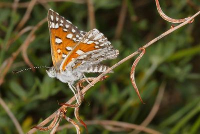 Desert Metalmark