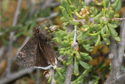 Funereal Duskywing