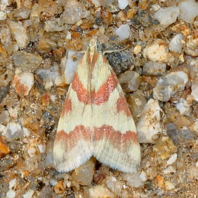 Hodges#4826 * Rufous-banded Crambid Moth * Mimoschinia rufofascialis