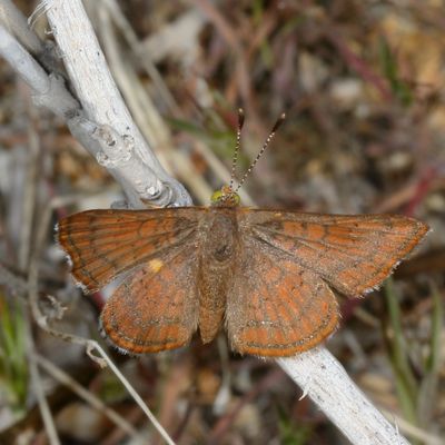 Wrights Metalmark
