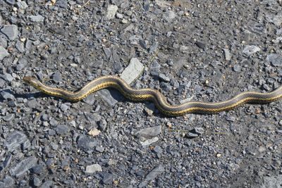 Eastern Garter Snake