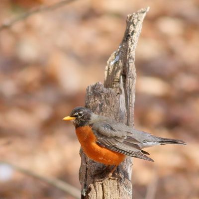 American Robin