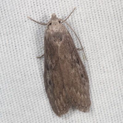 Hodges#5630 * Terrenella Bee Moth * Aphomia terrenella