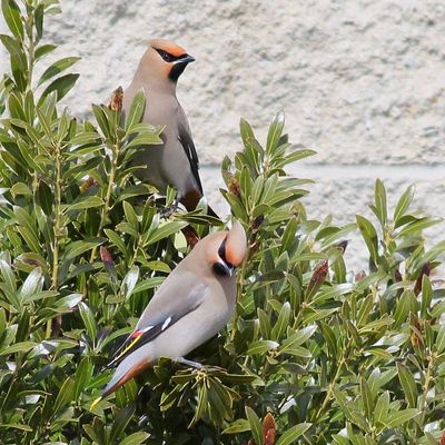 Bohemian Waxwings