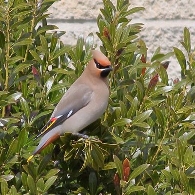 Bohemian Waxwing