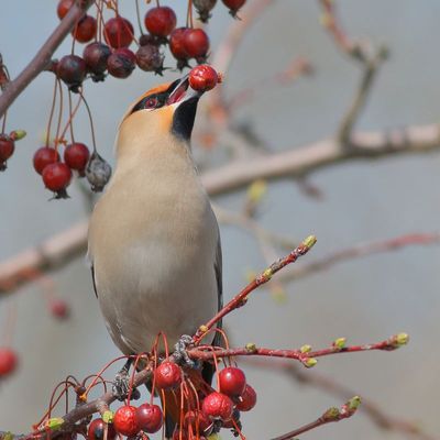 Bohemian Waxwing