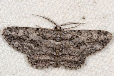 Hodges#6590 * Common Gray * Anavitrinella pampinaria