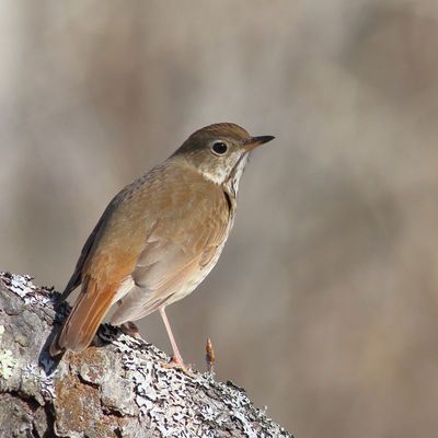 Hermit Thrush