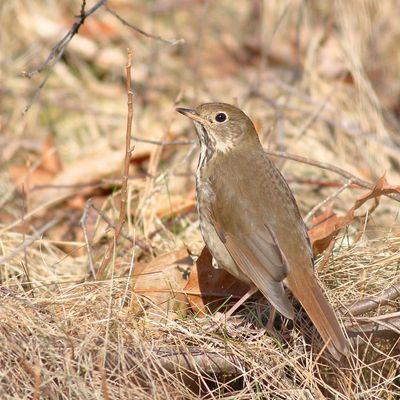 Hermit Thrush