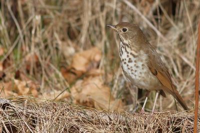 Hermit Thrush