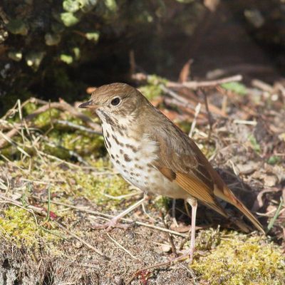 Hermit Thrush