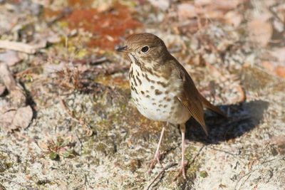 Hermit Thrush