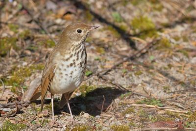 Hermit Thrush