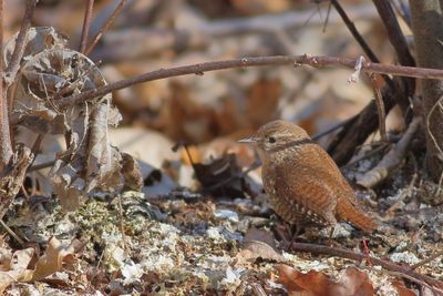 Winter Wren