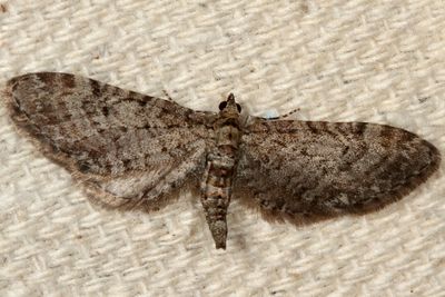 Hodges#7530 * Swett's Eupithecia * Eupithecia swettii