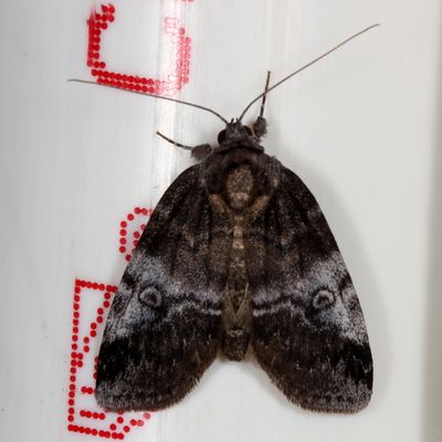 Hodges#8972 * Pale Baileya * Baileya levitans