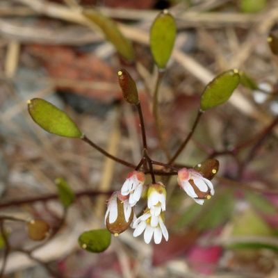 Common Whitlowgrass * Draba verna
