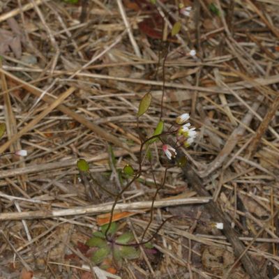Common Whitlowgrass * Draba verna