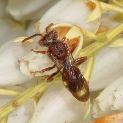 Nomada ruficornis species group