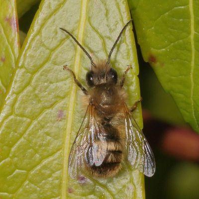 Osmia cornifrons or taurus