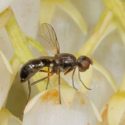 Family Sepsidae * Black Scavenger Flies