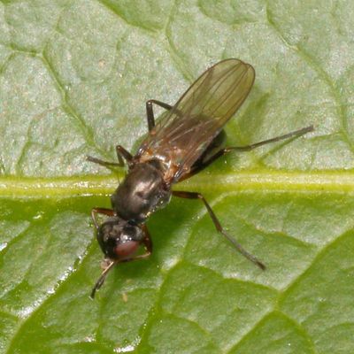 Family Sepsidae * Black Scavenger Flies
