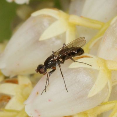 Family Sepsidae * Black Scavenger Flies