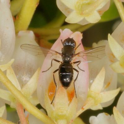 Family Sepsidae * Black Scavenger Flies