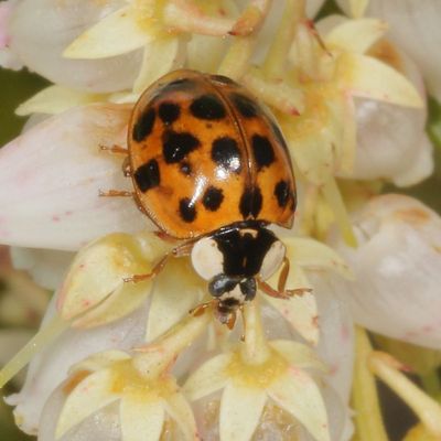 Harmonia axyridis