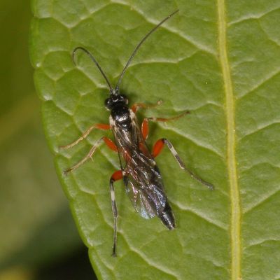 Family Ichneumonidae