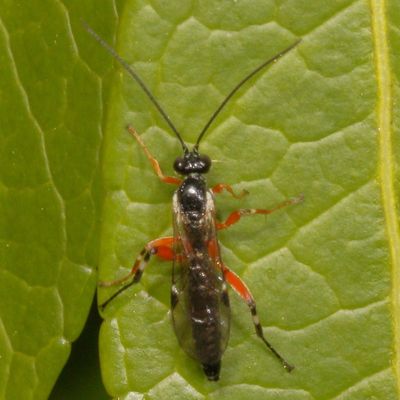 Family Ichneumonidae