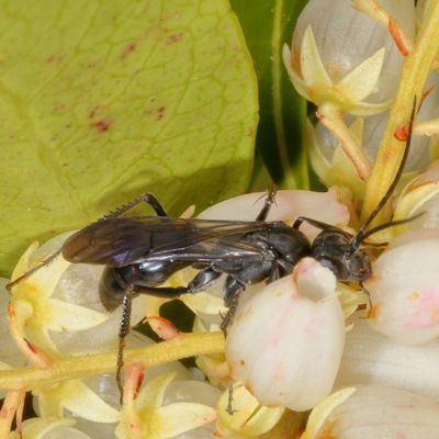 Family Pompilidae * Spider Wasps