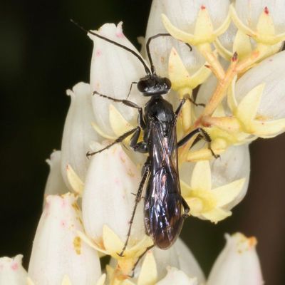 Family Pompilidae * Spider Wasps