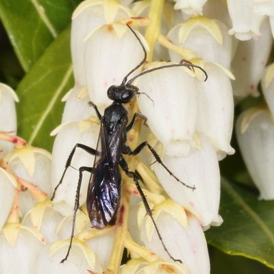 Family Pompilidae * Spider Wasps