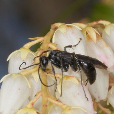 Family Pompilidae * Spider Wasps