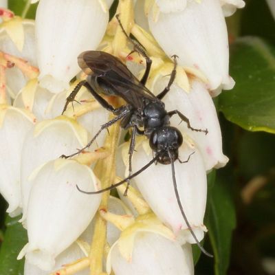 Family Pompilidae * Spider Wasps
